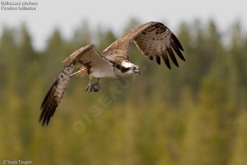 Osprey, Flight