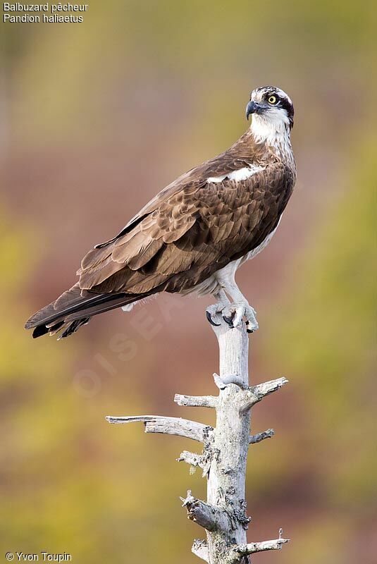 Osprey, identification