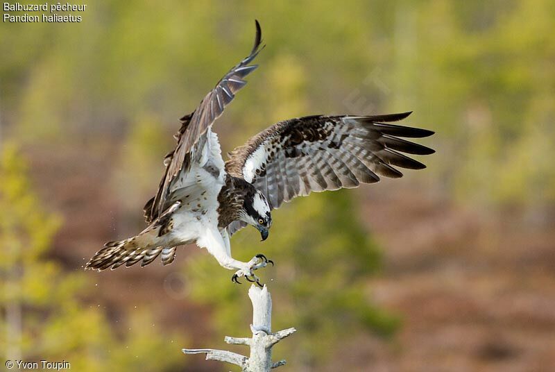 Osprey, Flight