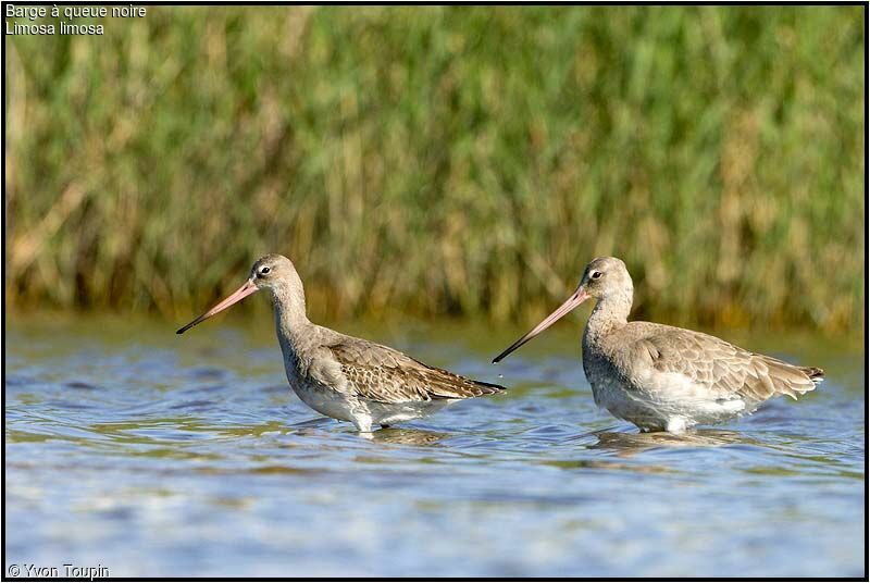 Black-tailed Godwit