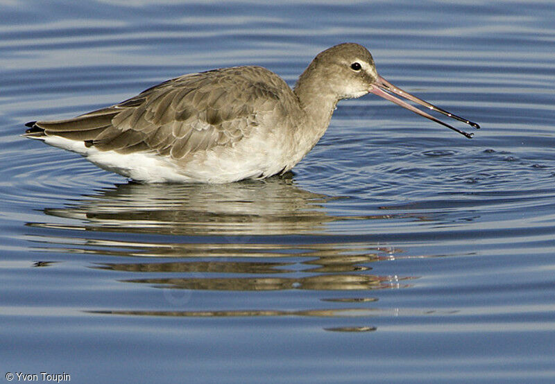 Black-tailed Godwit