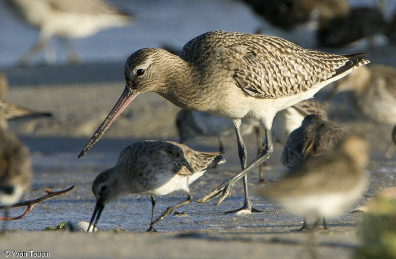 Bar-tailed Godwit