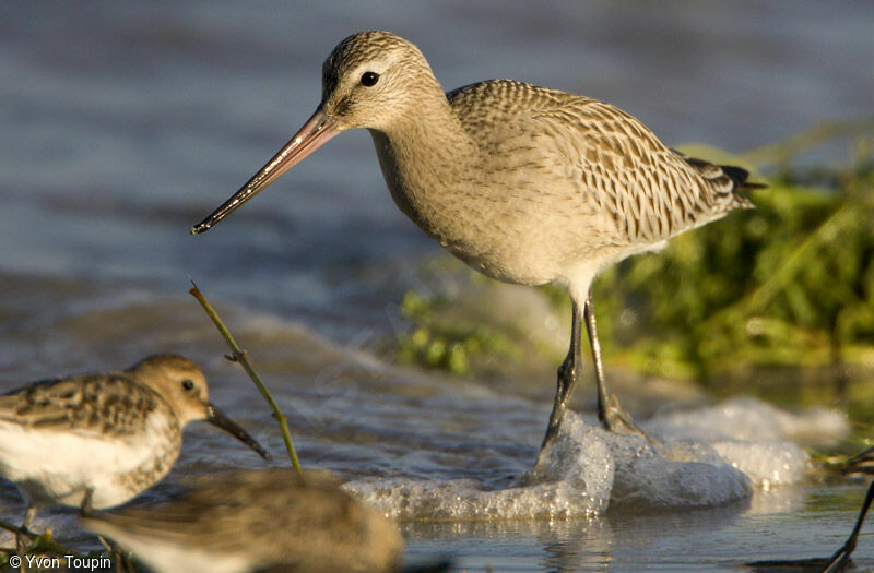 Bar-tailed Godwit, identification