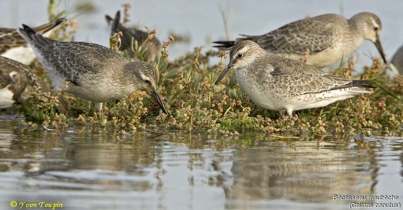 Red Knot, identification