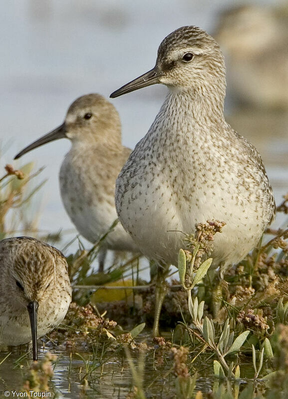 Bécasseau maubèche, identification