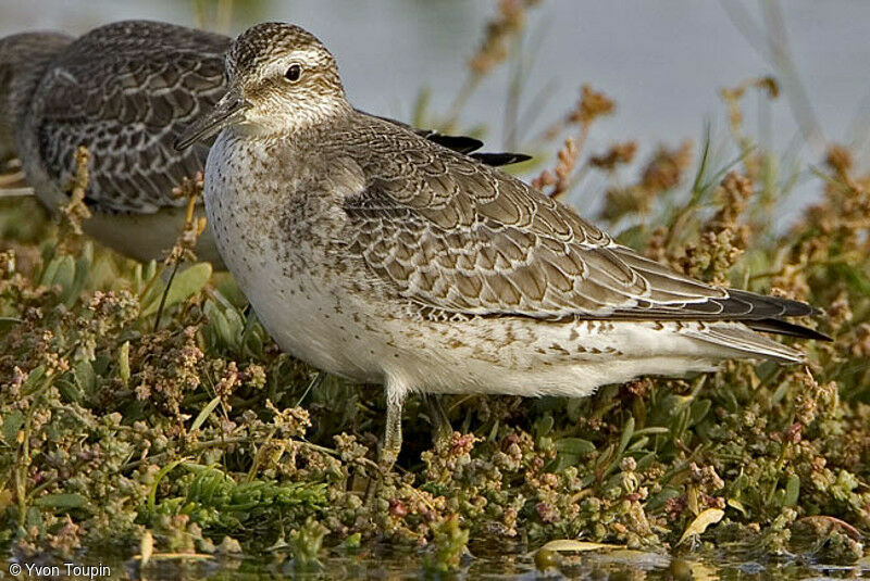 Red Knot, identification