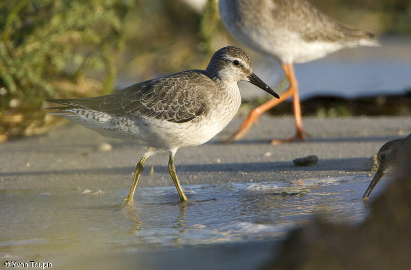 Red Knot