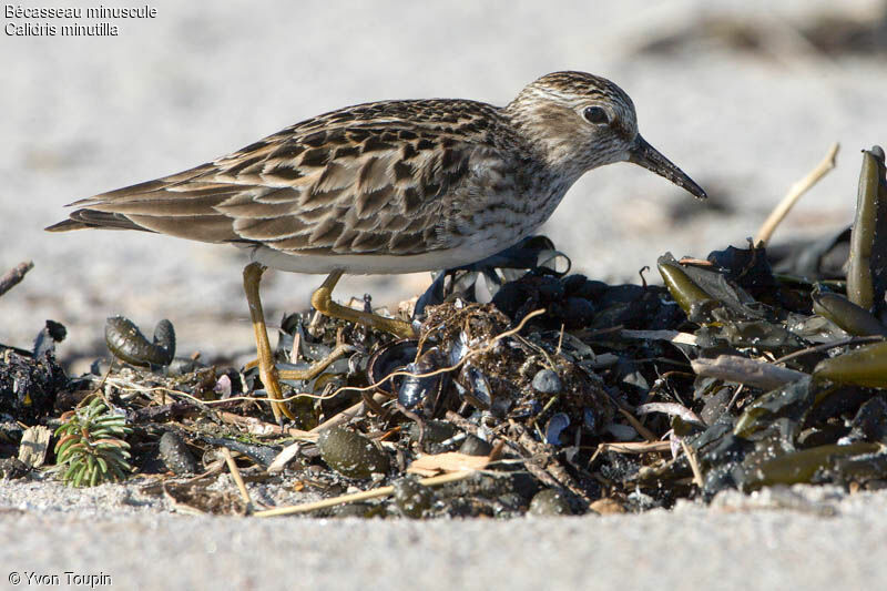 Least Sandpiper, identification