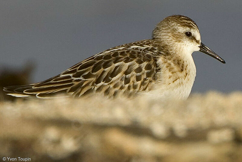 Little Stint