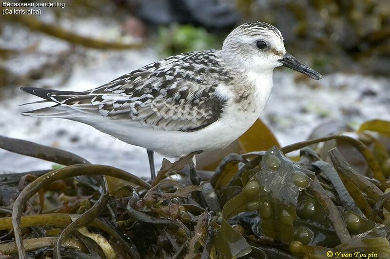 Sanderling