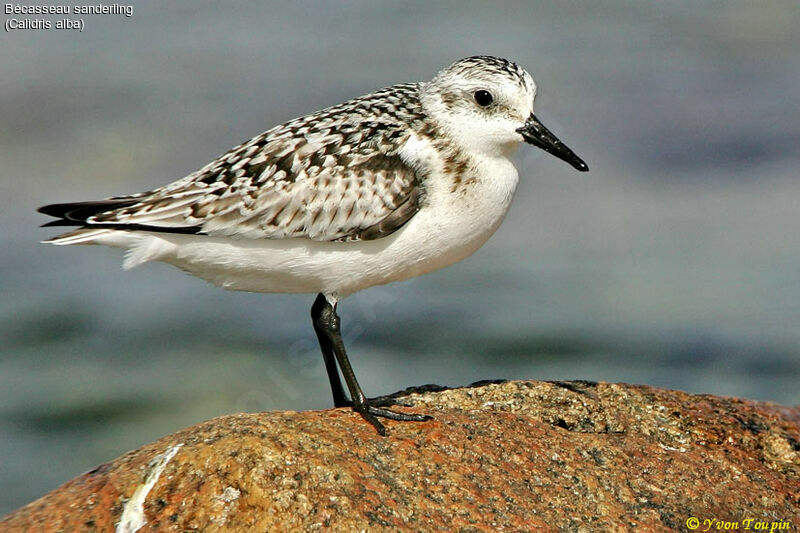 Sanderling, identification