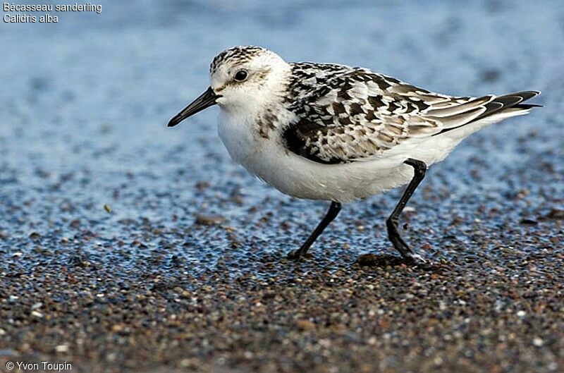 Bécasseau sanderling, identification