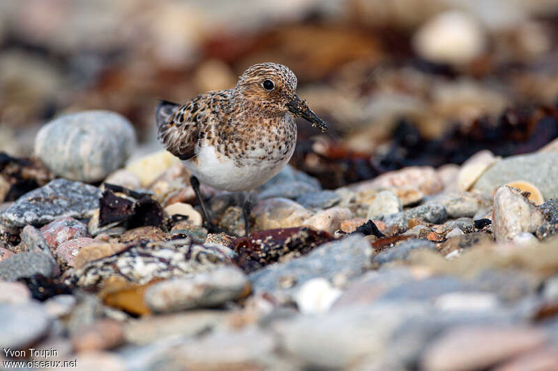 Bécasseau sanderling, identification