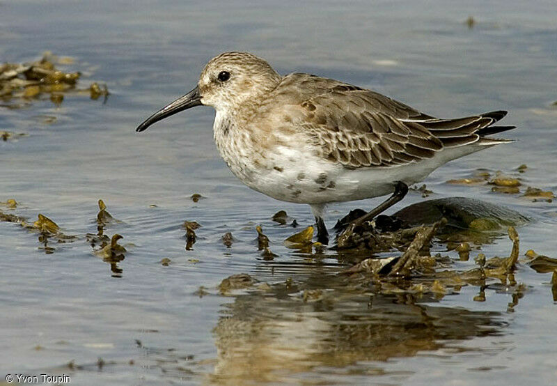 Dunlin, identification