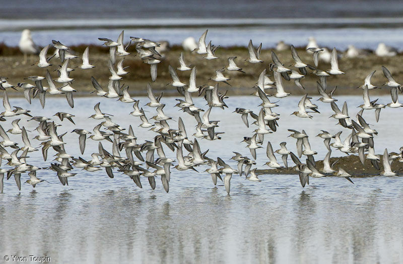 Bécasseau variable