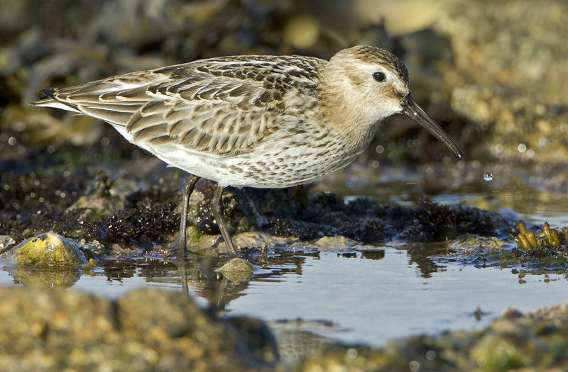 Bécasseau variable