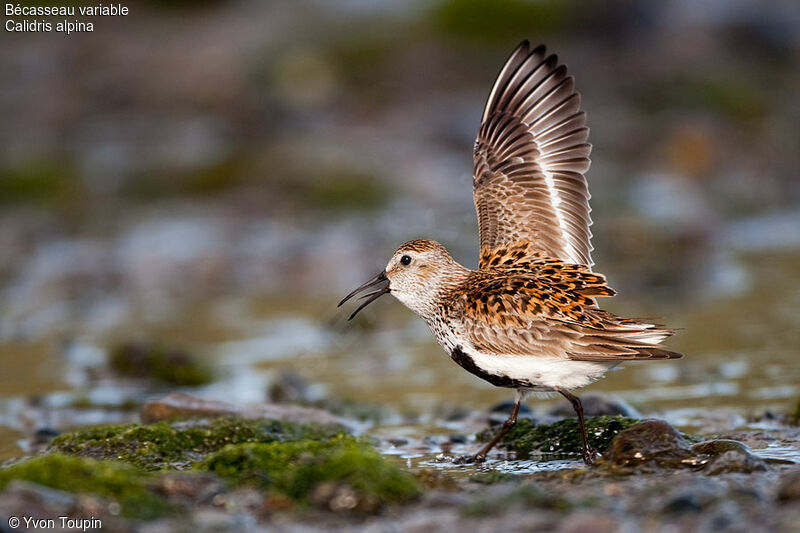 Dunlin, song