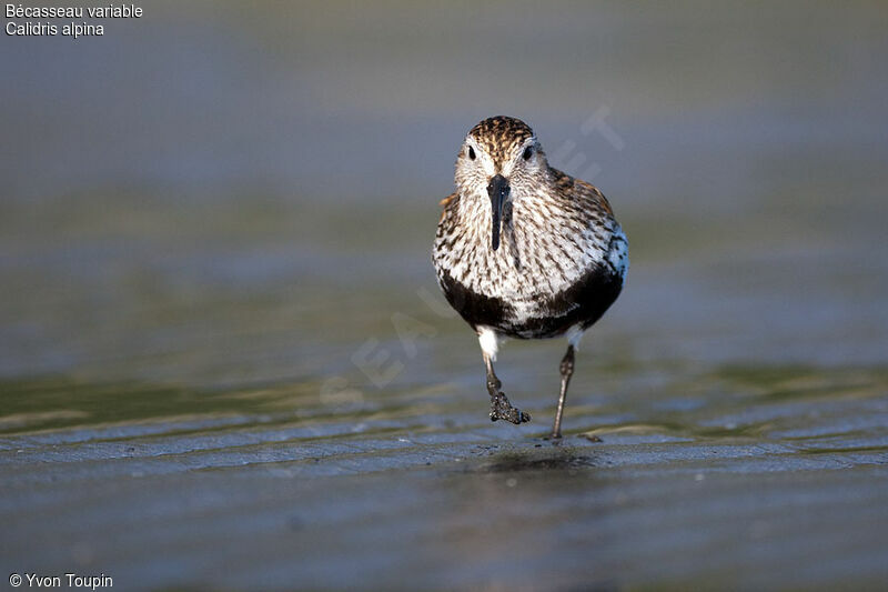 Bécasseau variable, identification