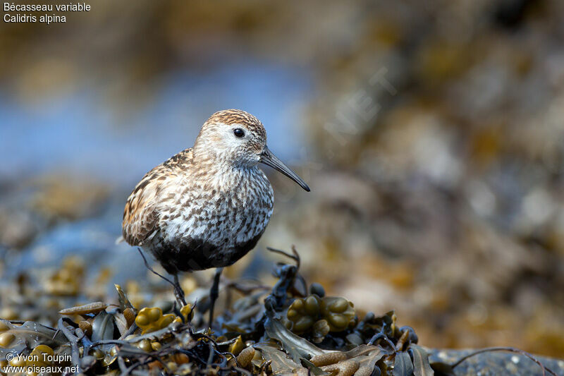 Dunlin, identification