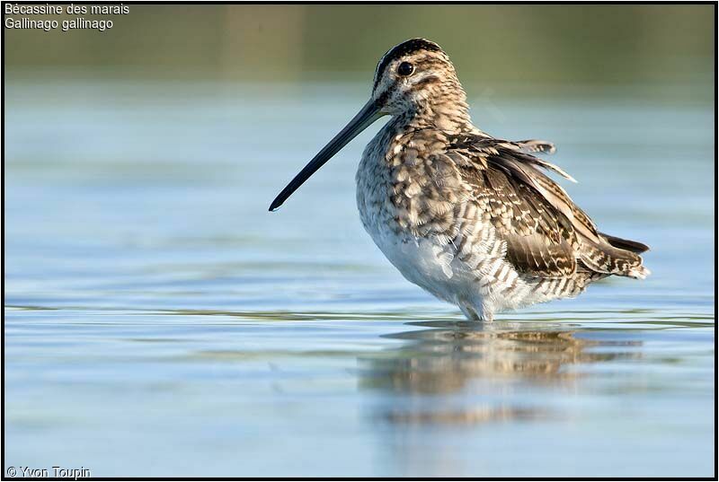 Common Snipe, identification