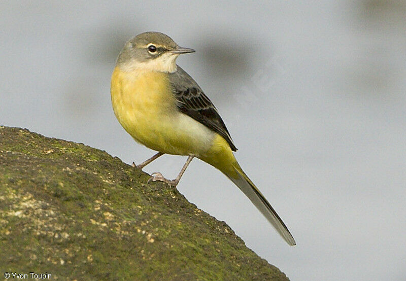 Grey Wagtail, identification