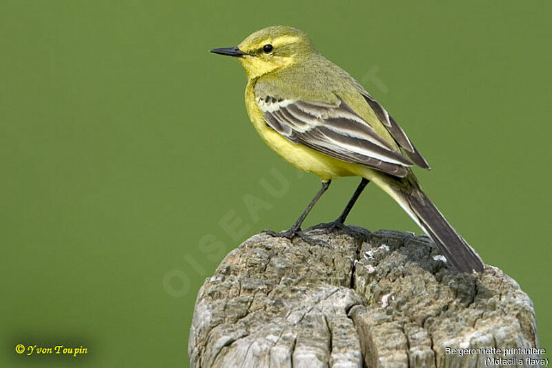 Western Yellow Wagtail, identification