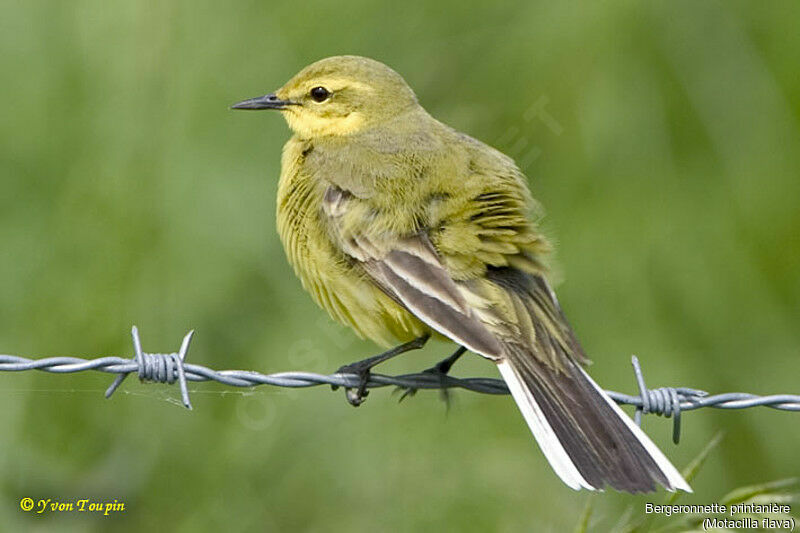 Western Yellow Wagtail, identification