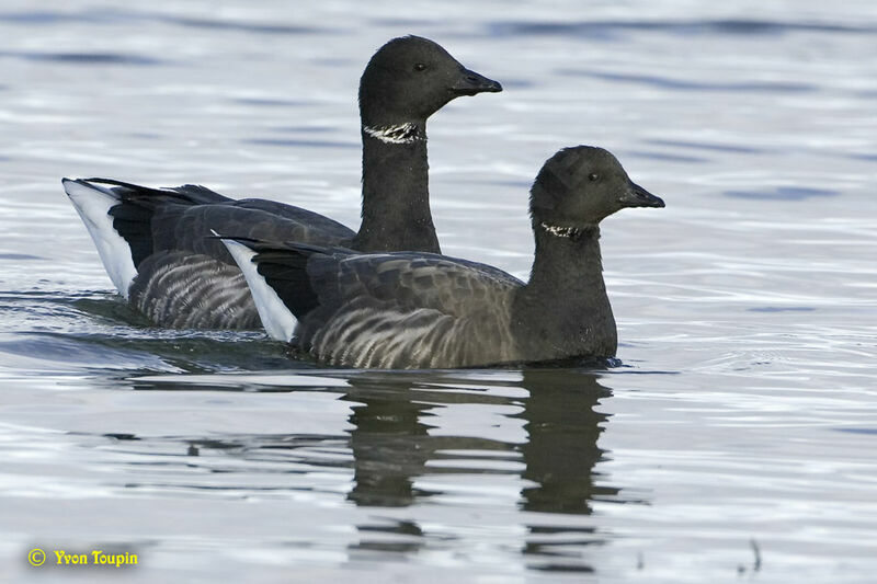 Brant Goose