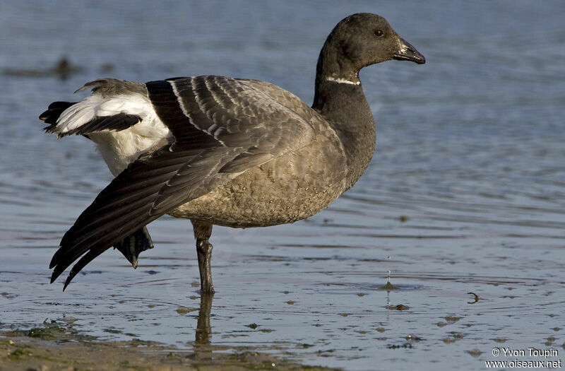 Brant Goose, Behaviour