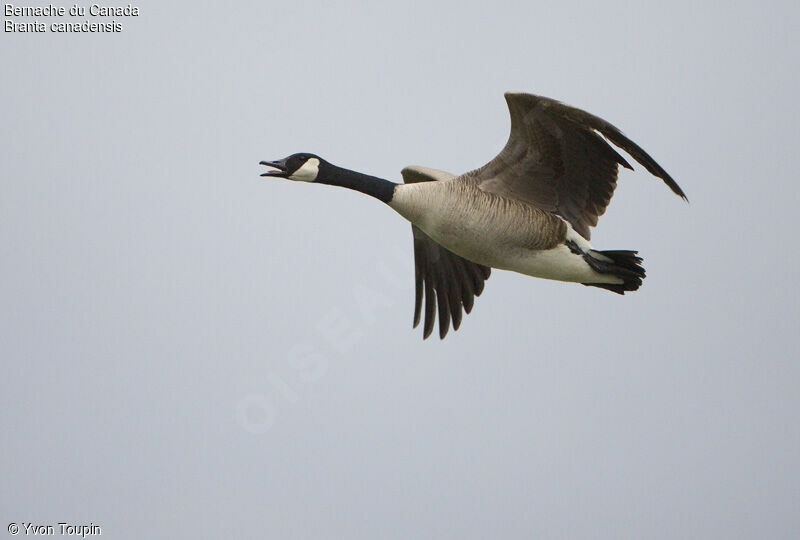 Canada Goose, Flight