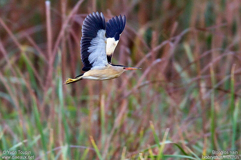 Little Bittern, Flight