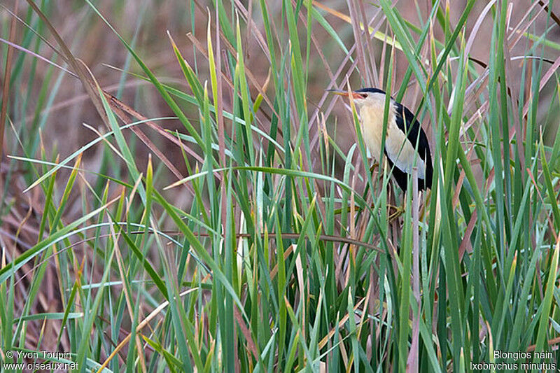 Blongios nain, identification