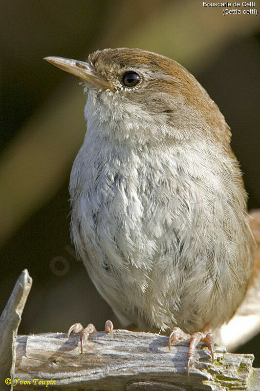 Cetti's Warbler