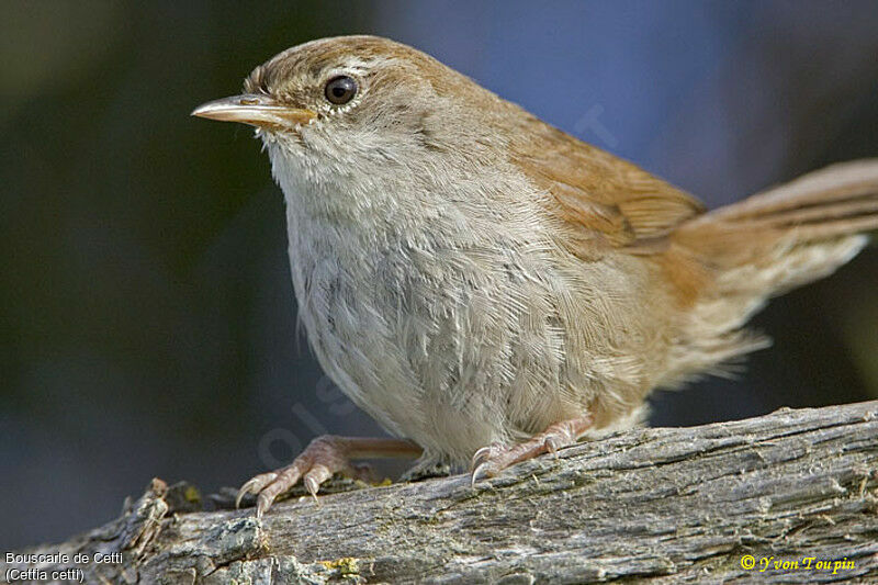 Cetti's Warbler, identification