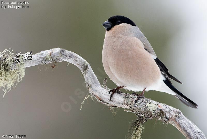 Eurasian Bullfinch female, identification