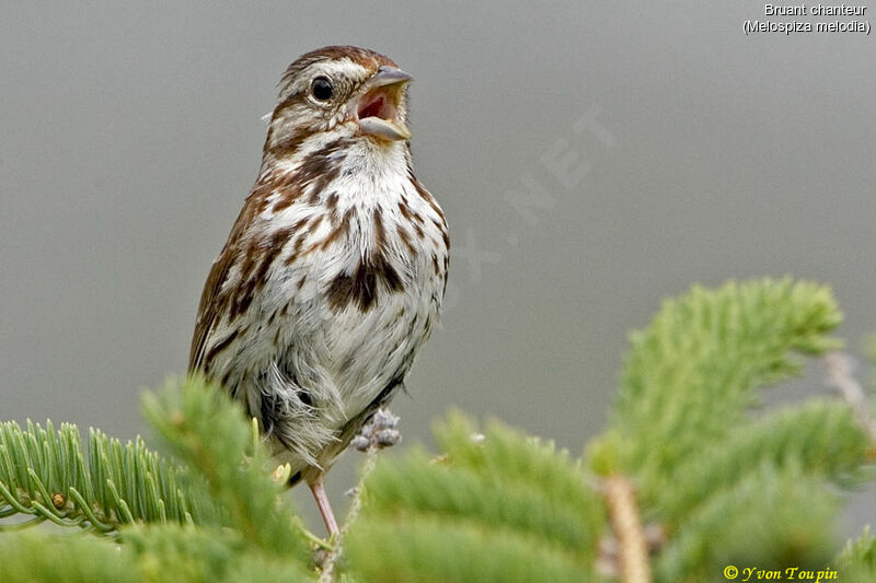 Song Sparrow, song