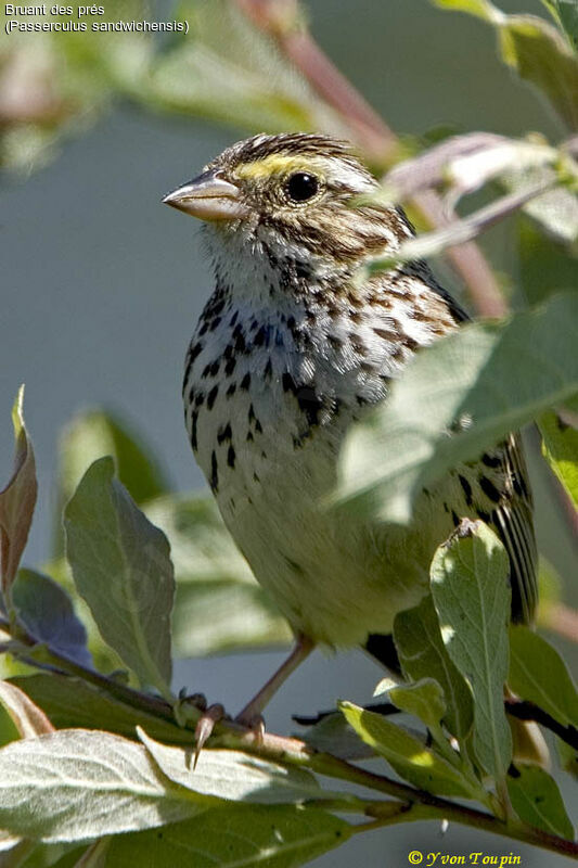 Savannah Sparrow