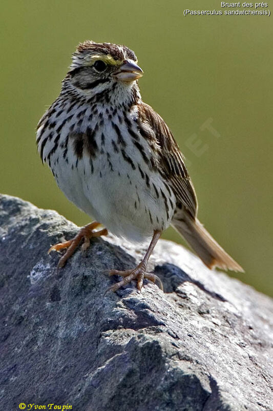 Bruant des prés, identification