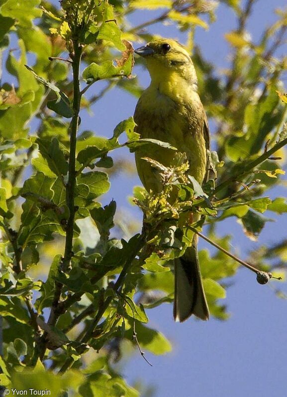 Yellowhammer