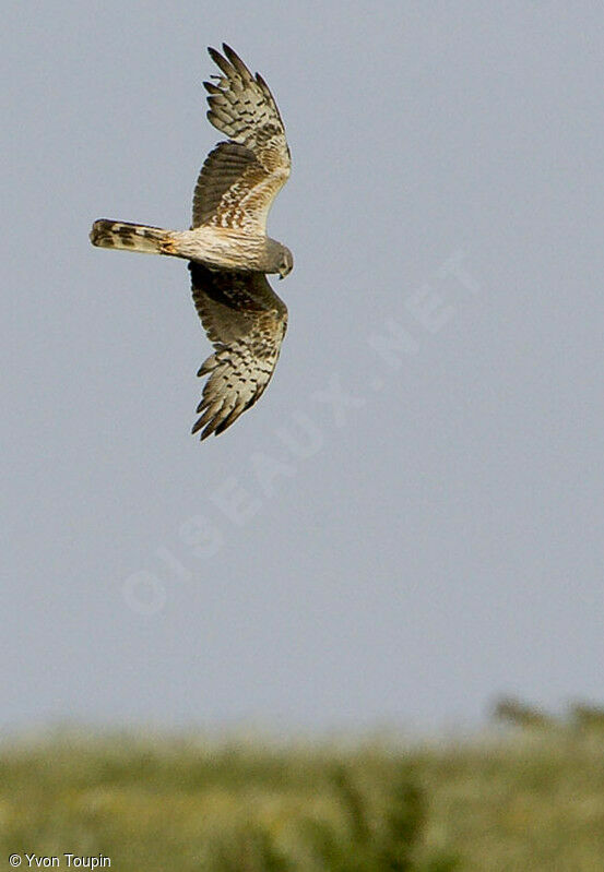 Montagu's Harrier, Flight