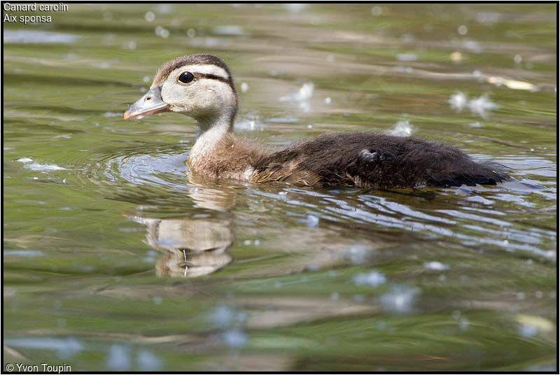 Canard carolinjuvénile