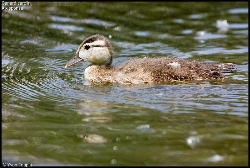 Wood Duckjuvenile