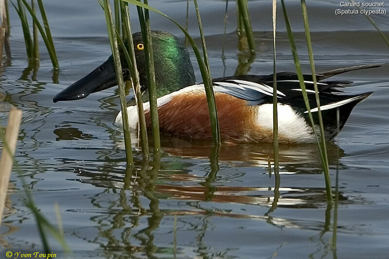 Canard souchet