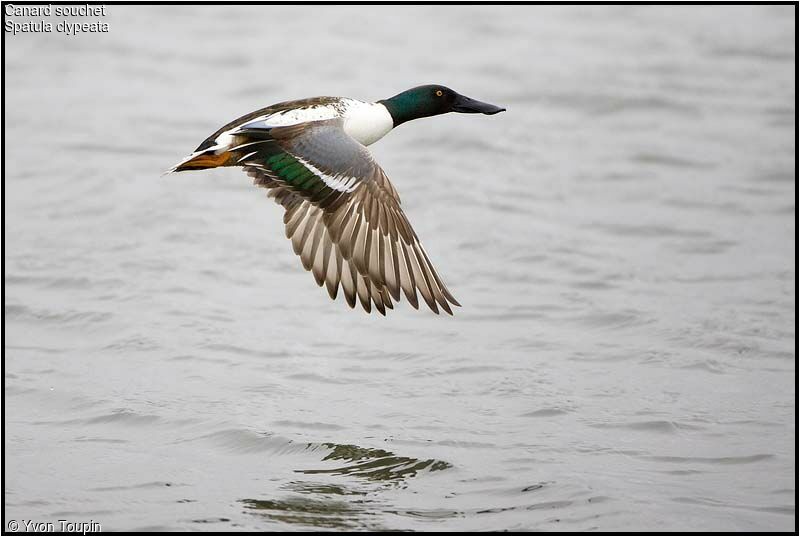 Northern Shoveler male, identification