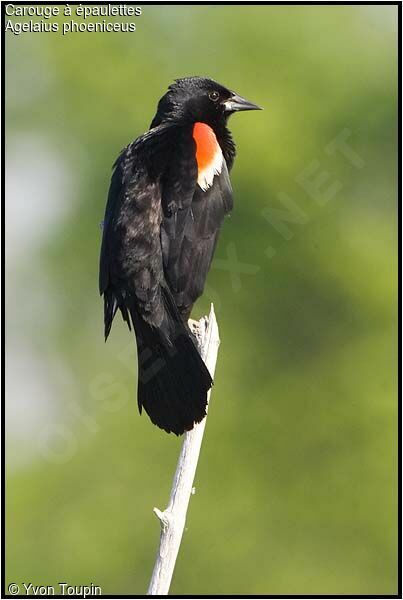 Red-winged Blackbird male, identification