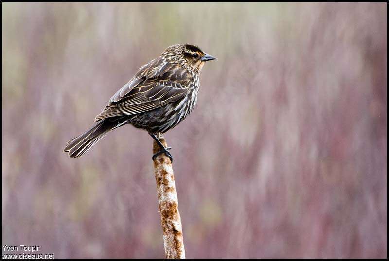 Red-winged Blackbird female adult, identification