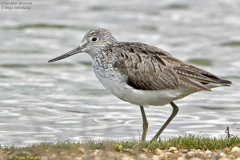 Common Greenshank