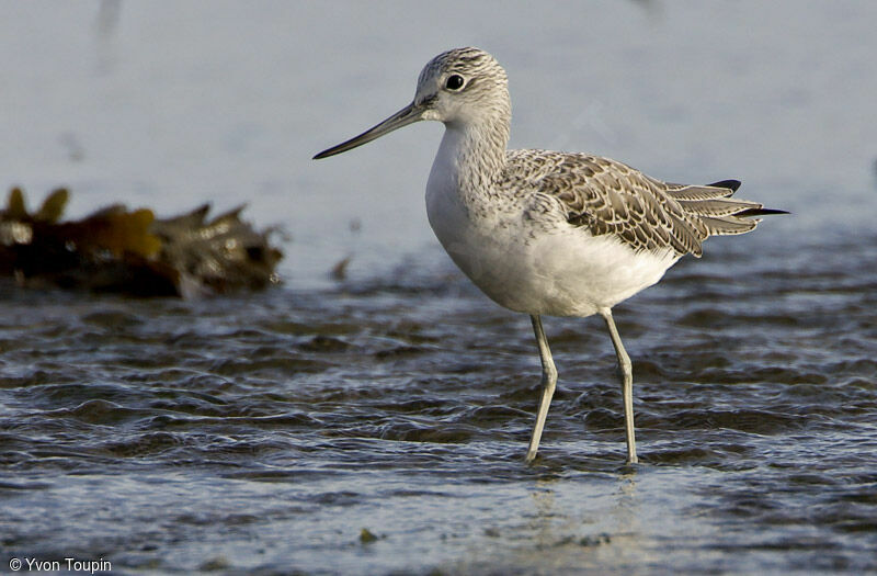 Common Greenshank, identification