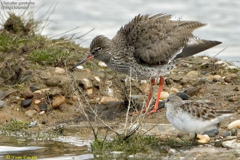 Common Redshank