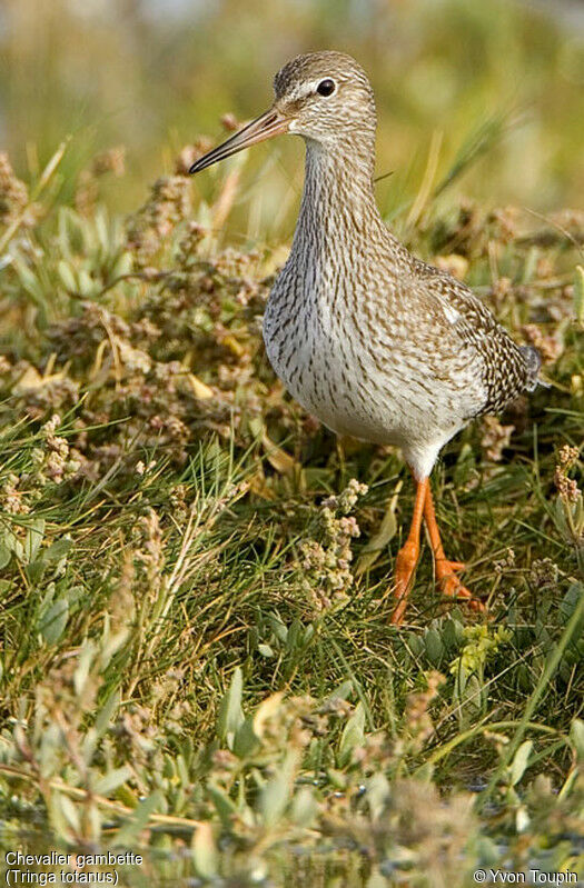 Common Redshank, identification